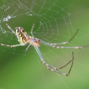 Leucauge sp. (genus) at Belvoir Park - 24 Nov 2023 11:09 AM