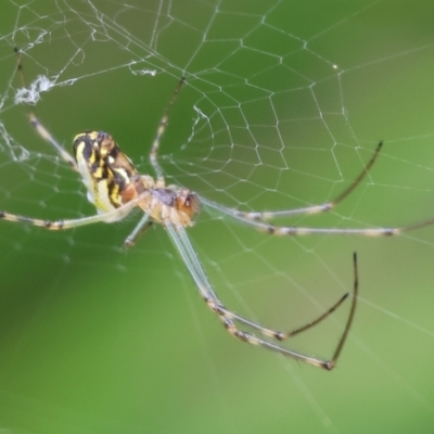 Leucauge sp. (genus) at Wodonga - 24 Nov 2023 by KylieWaldon