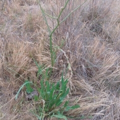 Rumex brownii (Slender Dock) at Symonston, ACT - 21 Nov 2023 by CallumBraeRuralProperty