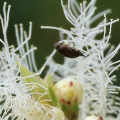 Unidentified Weevil (Curculionoidea) at Wodonga, VIC - 24 Nov 2023 by KylieWaldon