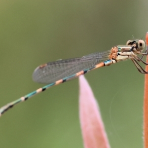 Austrolestes leda at Belvoir Park - 24 Nov 2023 11:11 AM