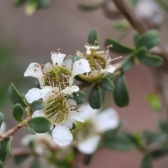 Leptospermum obovatum (River Tea Tree) at Wodonga, VIC - 24 Nov 2023 by KylieWaldon