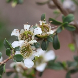 Leptospermum obovatum at Belvoir Park - 24 Nov 2023 11:10 AM