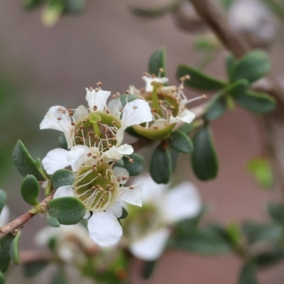 Leptospermum obovatum (River Tea Tree) at Wodonga - 24 Nov 2023 by KylieWaldon