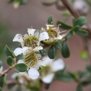 Leptospermum obovatum at Belvoir Park - 24 Nov 2023