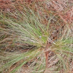 Nassella trichotoma (Serrated Tussock) at Isaacs Ridge and Nearby - 24 Nov 2023 by Mike