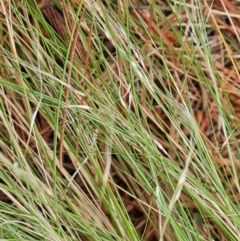 Nassella trichotoma at Isaacs Ridge and Nearby - 24 Nov 2023 05:26 PM