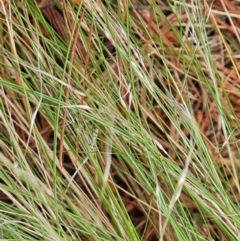 Nassella trichotoma at Isaacs Ridge and Nearby - 24 Nov 2023