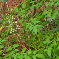 Nandina domestica (Sacred Bamboo) at Isaacs Ridge and Nearby - 24 Nov 2023 by Mike