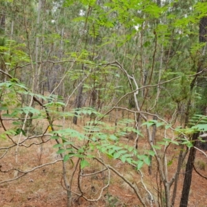 Ailanthus altissima at Isaacs Ridge and Nearby - 24 Nov 2023 05:21 PM