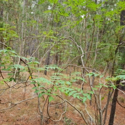 Ailanthus altissima (Tree-of-Heaven) at Isaacs Ridge and Nearby - 24 Nov 2023 by Mike