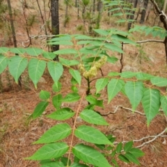 Ailanthus altissima at Isaacs Ridge and Nearby - 24 Nov 2023 05:21 PM