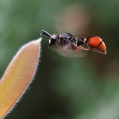 Unidentified Potter wasp (Vespidae, Eumeninae) at Wodonga, VIC - 24 Nov 2023 by KylieWaldon