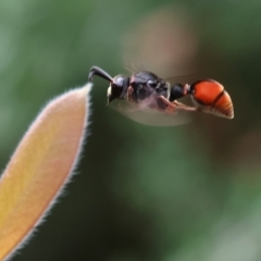 Unidentified Potter wasp (Vespidae, Eumeninae) at Belvoir Park - 24 Nov 2023 by KylieWaldon