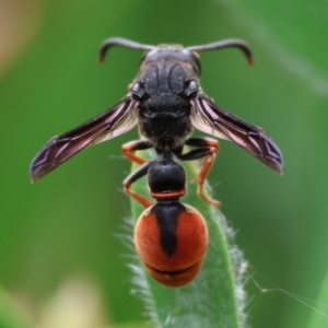Eumeninae (subfamily) at Belvoir Park - 24 Nov 2023 11:13 AM