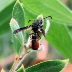 Eumeninae (subfamily) at Belvoir Park - 24 Nov 2023 11:13 AM