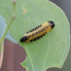 Paropsis atomaria (Eucalyptus leaf beetle) at Cantor Crescent Woodland, Higgins - 24 Nov 2023 by Trevor