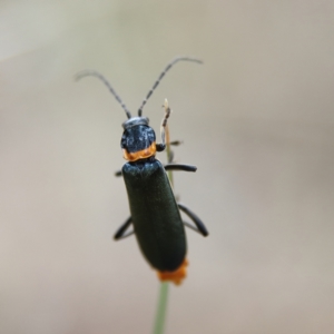 Chauliognathus lugubris at Cantor Crescent Woodland, Higgins - 24 Nov 2023 12:59 PM