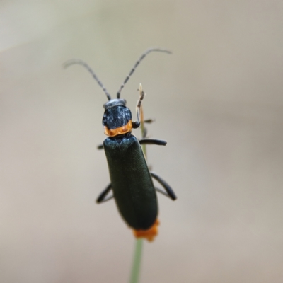 Chauliognathus lugubris (Plague Soldier Beetle) at Cantor Crescent Woodland, Higgins - 24 Nov 2023 by MichaelWenke