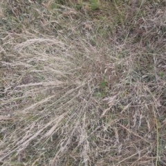 Unverified Plant at Symonston, ACT - 12 Nov 2023 by CallumBraeRuralProperty