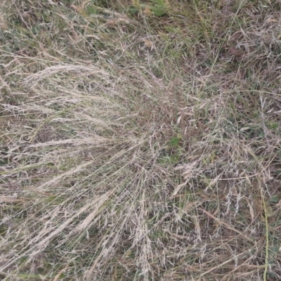Unverified Plant at Symonston, ACT - 12 Nov 2023 by CallumBraeRuralProperty