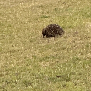 Tachyglossus aculeatus at Kangaroo Valley, NSW - suppressed