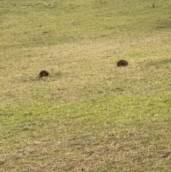 Tachyglossus aculeatus at Kangaroo Valley, NSW - suppressed