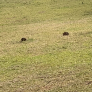 Tachyglossus aculeatus at Kangaroo Valley, NSW - suppressed