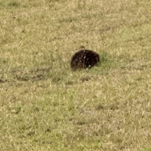 Tachyglossus aculeatus at Kangaroo Valley, NSW - 24 Nov 2023