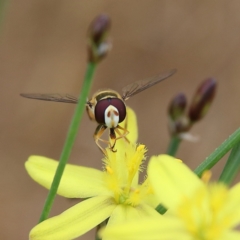 Simosyrphus grandicornis (Common hover fly) at Belconnen, ACT - 24 Nov 2023 by Trevor