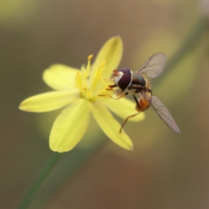 Simosyrphus grandicornis at Hawker, ACT - 24 Nov 2023 02:10 PM