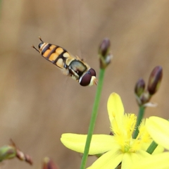 Simosyrphus grandicornis at Hawker, ACT - 24 Nov 2023 02:10 PM