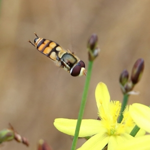 Simosyrphus grandicornis at Hawker, ACT - 24 Nov 2023