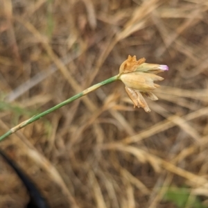 Petrorhagia sp. at Belconnen, ACT - 23 Nov 2023