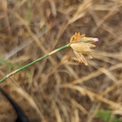 Petrorhagia sp. at Belconnen, ACT - 22 Nov 2023 by CattleDog