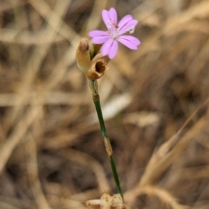 Petrorhagia sp. at Belconnen, ACT - 23 Nov 2023