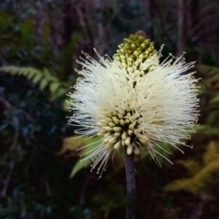 Xanthorrhoea macronema (Bottle Brush Grasstree, Forest Grasstree) at The Gap, NSW - 24 Nov 2023 by poszum