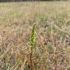 Microtis sp. (Onion Orchid) at Canberra Central, ACT - 4 Nov 2023 by ekmk