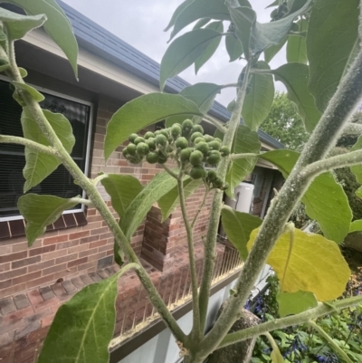 Solanum mauritianum (Wild Tobacco Tree) at Kooringal, NSW - 24 Nov 2023 by nathkay