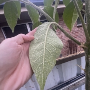 Solanum mauritianum at Kooringal, NSW - 24 Nov 2023 07:34 PM