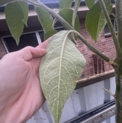 Solanum mauritianum at Kooringal, NSW - 24 Nov 2023