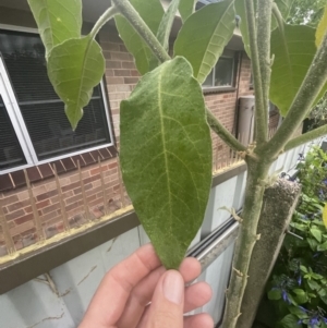 Solanum mauritianum at Kooringal, NSW - 24 Nov 2023