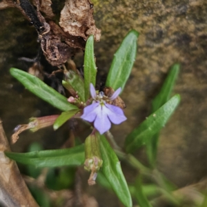 Lobelia anceps at Moruya Heads, NSW - 24 Nov 2023 04:02 PM