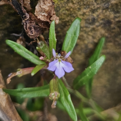 Lobelia anceps (Angled Lobelia) at Moruya Heads, NSW - 24 Nov 2023 by Csteele4