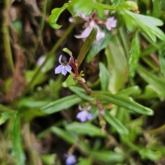 Lobelia anceps at Moruya Heads, NSW - 24 Nov 2023 04:02 PM