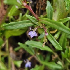 Lobelia anceps at Moruya Heads, NSW - 24 Nov 2023 04:02 PM