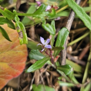 Lobelia anceps at Moruya Heads, NSW - 24 Nov 2023 04:02 PM