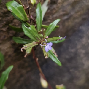 Lobelia anceps at Moruya Heads, NSW - 24 Nov 2023 04:02 PM