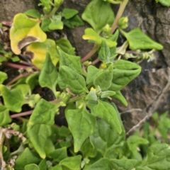 Tetragonia tetragonoides (Native Spinach, New Zealand Spinach) at Moruya Heads, NSW - 24 Nov 2023 by Csteele4