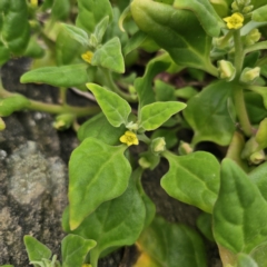 Tetragonia tetragonoides at Moruya Heads, NSW - 24 Nov 2023